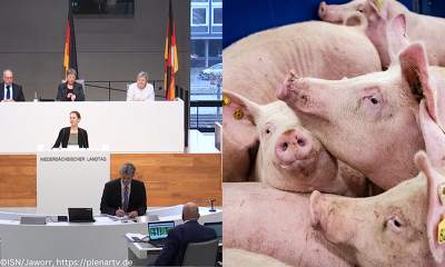 Im Niedersächsischen Landtag wurde heute über die Zukunft der Schweinehaltung debattiert.