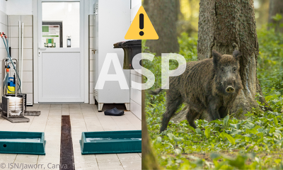 Wöchentlich werden neue ASP-Fälle bei Wildschweinen gemeldet - Die Umsetzung von Hygiene- und Biosicherheitsmaßnahmen auf dem Betrieb sind daher weiterhin enorm wichtig  ( Foto © ISN/Jaworr, Canva)