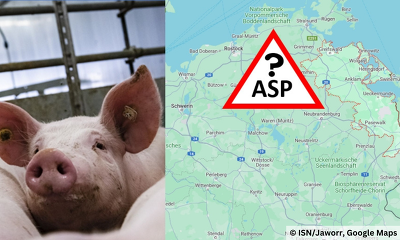 ASP Hausschweine MV Greifswald
