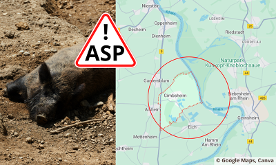 In Rheinland-Pfalz wurde erstmalig die ASP bei einem Wildschwein bei Gimbsheim (Kreis Alzey-Worms) nachgewiesen ©GoogleMaps, Canva