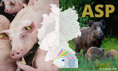 Die ISN fordert finanzielle Unterstützung für Schweinehalter, die von staatlich auferlegten ASP-Restriktionen betroffen sind ©ISN, Canva