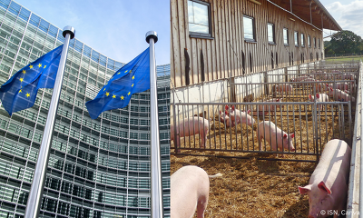 Das Bundesprogramm Umbau Tierhaltung wurde durch die EU-Kommission genehmigt. ©ISN/Canva