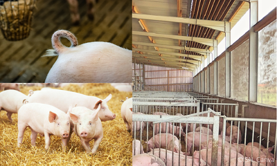 Die laufende Förderung im Bundesprogramm Umbau Tierhaltung wird für die meisten konventionellen Schweinehalter nicht in Frage kommen. Trotzdem bietet es sich an, die Förderoptionen betriebsindividuell zu prüfen.