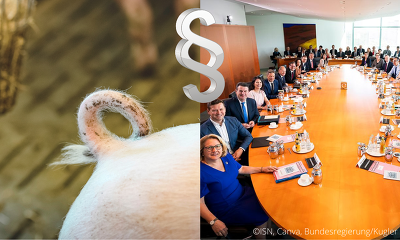 Beim Tierschutzgesetz wurde offenbar eine Einigung erzielt. Das Bundeskabinett soll heute die Novelle beschlossen haben - mit maßgeblichen Neuregelungen für Schweinehalter. ©ISN, Canva, Bundesregierung/Kugler