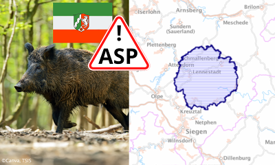 Die infizierte Zone in NRW umfasst Teile der Kreise Olpe, Siegen-Wittgenstein und Hochsauerlandkreis - bisher wurden nur innerhalb dieser Zone ASP-Funde bei Wildschweinen festgestellt ©Canva, TSIS