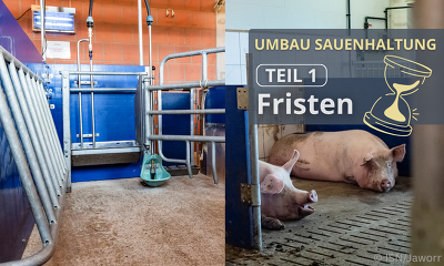 Inforeihe zum Umbau der Sauenhaltung im www.schweine.net - Teil 1: Fristen