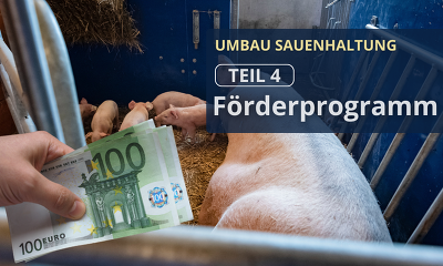 Header Reihe Umbau Sauenhaltung Teil 4