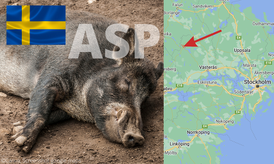 Erster Fund eines ASP-infizierten Wildschweins in Schweden gemeldet