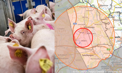 Rund 250 Betriebe liegen in den Restriktionszonen und sind durch die angeordneten Quarantänemaßnahmen massiv bei der Vermarktung ihrer Schweine eingeschränkt (Bild © ISN/Jaworr, https://geodaten.emsland.de)