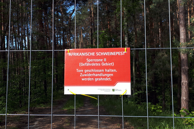 Mit Hilfe von umfangreichen Bekämpfungsmaßnahmen, wie z.B. der Einzäunung von Infektionszonen, konnte die ASP im Schwarzwildbestand in Sachsen eingedämmt werden ©SMS