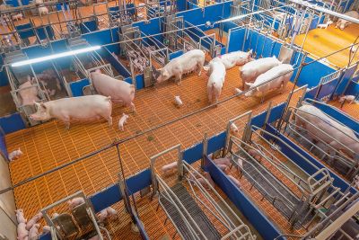 Sauenhaltung: Gruppensäugebucht Agilo HL