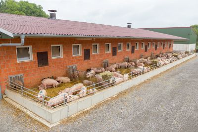 Schweinemaststall mit Auslauf