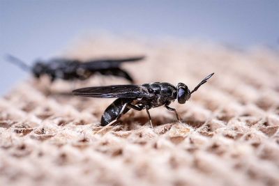 Als alternative Proteinquelle ist das Potenzial der Schwarzen Soldatenfliege ist riesig.