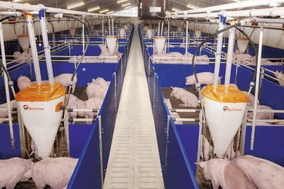 Stalleinrichtungen für die moderne Schweinemast: für jeden Kundenwunsch ist etwas dabei