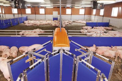 In der Schweinemast managt BigFarmNet u.a. die Sortierwaage TriSortpro