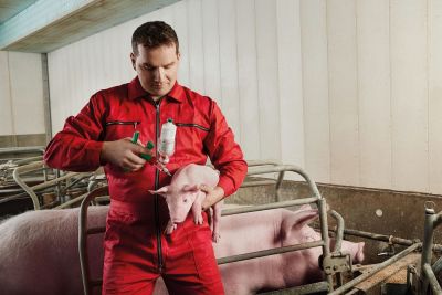 TwistPak®: Mehr Komfort und Zeitersparnis bei der Schweineimpfung (Bildquelle: Boehringer Ingelheim)