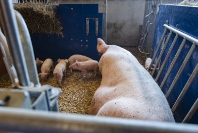 Nestbauverhalten gewährleisten: Spätestens ab dem 112. Trächtigkeitstag bis zum Ende des Geburtsvorgangs muss den Sauen ein geeignetes Material wie beispielsweise Stroh angeboten werden ©ISN/Jaworr