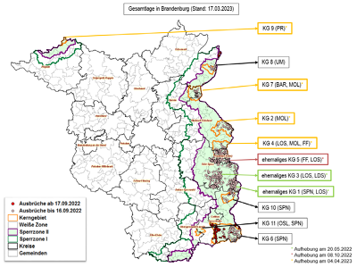 Die ASP-Lage in Brandenburg hat sich gebietsweise beruhigt , so können  vier Kerngebiete aufgelöst werden. ©MSGIV
