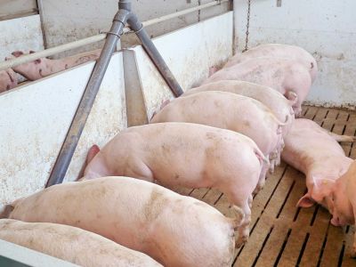 Laut dem FLI ist eine Übertragung der ASP über Futtermittel unwahrscheinlich ©ISN