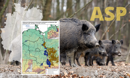 Die Anzahl der Fälle von Afrikanischer Schweinepest  in Deutschland hat zur Jahresmitte 2022 die 4.000er Marke überschritten. ©FLI, Canva