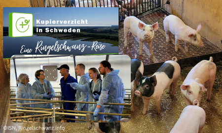 Das Team des "Nationalen Wissensnetzwerks Kupierverzicht" hat sich mit einer kleinen Gruppe Fachexperten den Umgang mit dem Kupierverzicht in der Schweinehaltung in Schweden angeschaut. ©ISN, www.ringelschwanz.info