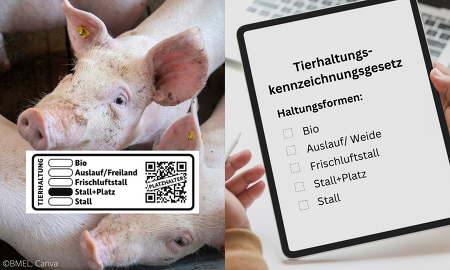 Durch das Tierhaltungskennzeichnungsgesetz sind alle Schweinemäster in Deutschland dazu verpflichtet der jeweils zuständigen Behörde zu melden, in welches Haltungssystem ihre Mastschweinehaltung einzuordnen ist ©Canva, BMEL