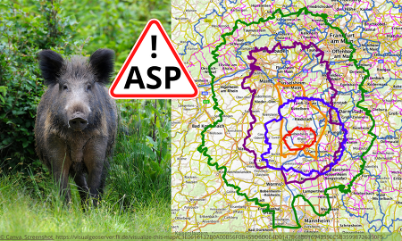 Aufgrund eines neuen ASP-Falls im Landkreis Bergstraße muss die Restriktionszone in Hessen deutlich ausgeweitet werden ©Canva, https://visualgeoserver.fli.de/visualize-this-map/C3E0616137B0A00B56F0B455D6D0E4D0147B68B01694359EC5B35998726350F5