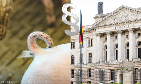 Nächste Woche berät der Agrarausschuss des Bundesrates über die Änderungen im Tierschutzgesetz. ©ISN, Canva, Bundesrat