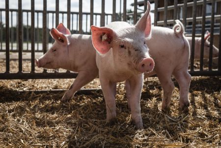 Bei der Biosicherheit dürfen Kleinstbetriebe nicht unter den Tisch fallen. Bei der Agrarstrukturerhebung am 01.03.2023 wurden 10.270 Betriebe gezählt, die weniger als 50 Schweine halten - in den regelmäßigen Viehzählungen werden diese jedoch nicht erfasst ©ISN/Jaworr