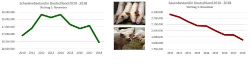 Entwicklung des Schweine- und Sauenbestandes in Deutschland