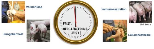 ISN: Das Verbot der betäubungslosen Kastration ist – auch unabhängig von ökonomischen Fragen – zum 1. Januar 2019 nicht umsetzbar.