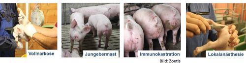 Ferkelkastration unter Lokalanästhesie als mögliche Alternative neben der Jungebermast, der Immunokastration und der Kastration unter Vollnarkose