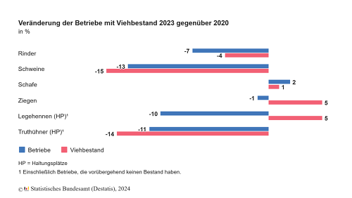 Der Rückgang im Viehbestand und bei den viehhaltenden Betrieben war bei den Schweinen im Zeitraum 2020-2023 im Vergleich zu den anderen Tierarten besonders deutlich. ©Destatis