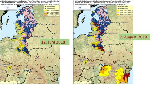 Ausbreitung der Afrikanischen Schweinepest in Osteuropa