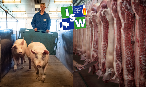 Schweinevermarktung mit dem Viehhandel der ISW GmbH