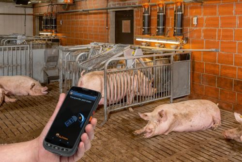 Mobile Kontrolle: Mit der MySow-App haben Landwirte jederzeit den Stall im Blick.
© Big Dutc