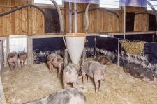 Schweinemast mit Auslauf