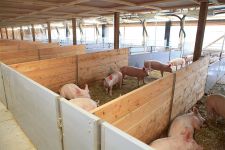 Blick in einen Offenfront-Schweinemaststall