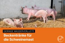 Beckentränke für die Schweinemast
© Big Dutchman