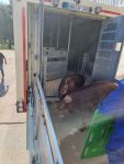 AT GreenPork Wulkow SES 2024 06 25 04