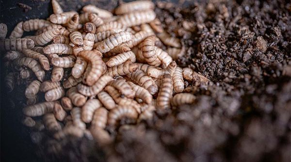 Larven der Schwarzen Soldatenfliege: Nach etwa 12 Tagen werden die Larven zu Insektenöl und -mehl verarbeitet.