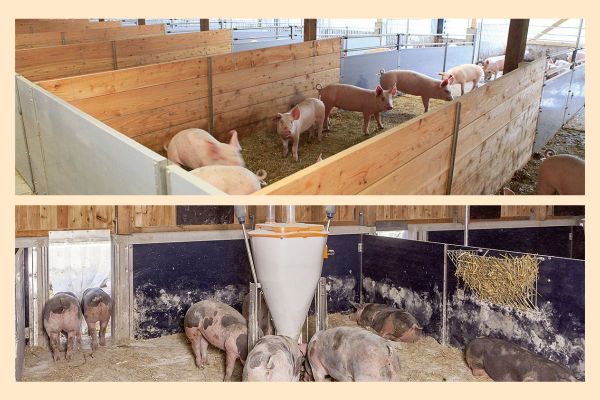 Innovativ: Schweinehalter können jetzt auch in Schweineställen mit offener Front und Auslauf das Stallklima kontrollieren