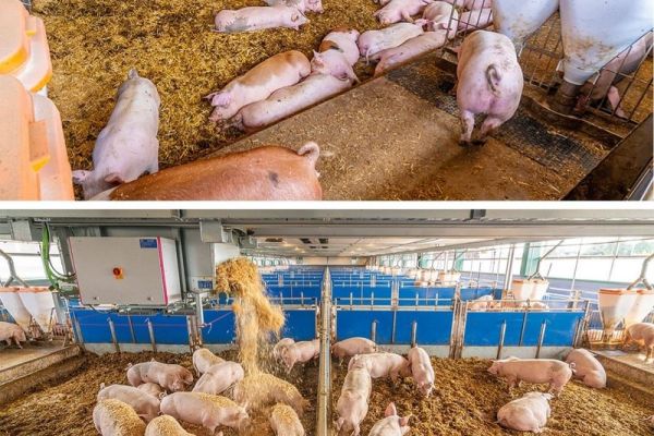 Strohmanagement - arbeitssparend mit dem Roboter OlliGes