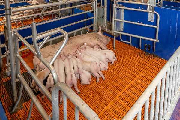 Bewegungsbucht ActiWel