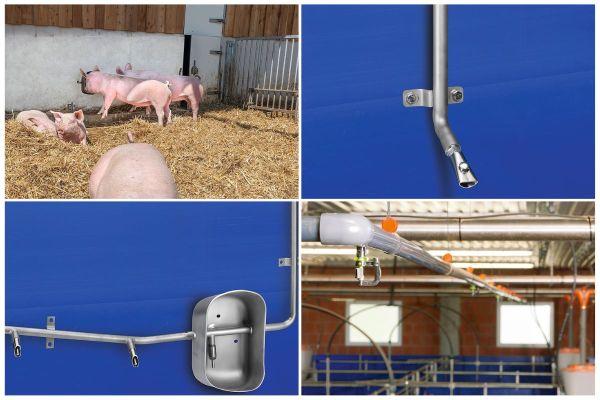 Drinking systems for a hygienic water supply for sows, piglets and finishing pigs