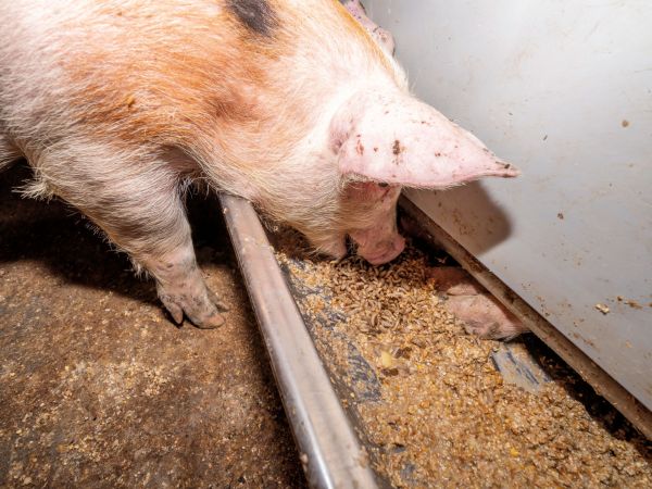 Insekten statt Soja im Futtertrog