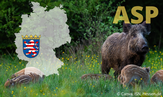 Wo steht Hessen bei der ASP-Bekämpfung?