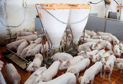 Stalleinrichtungen und Fütterungsanlagen für die Schweinemast – sowie viele „schöne Schweine“