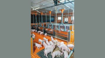 Das Raufutter wird automatisiert ausdosiert….