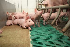 Pressefoto_Ferkel mit Sau (Foto: ISN)